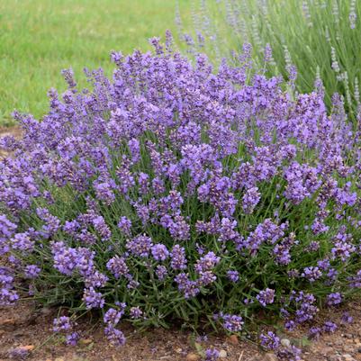 Lavandula angustifolia Essex Purple