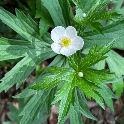 Anemone canadensis 