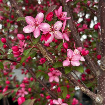 Malus x Royal Raindrops®