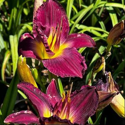 Hemerocallis Bela Lugosi