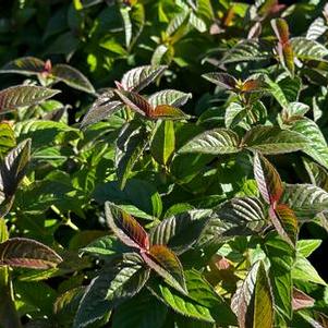 Monarda bradburiana Midnight Oil