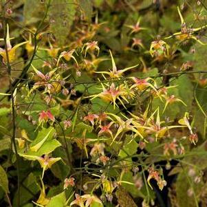 Epimedium x Songbirds