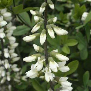 Baptisia alba var. macrophylla 