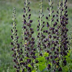 Baptisia x Decadence® 'Dark Chocolate'