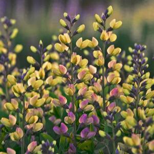 Baptisia x Decadence® Deluxe 'Pink Lemonade'