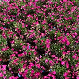 Dianthus x Beauties® 'Kahori'