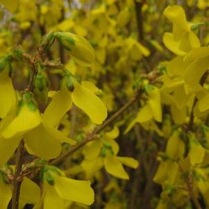 Forsythia x intermedia Lynwood Gold