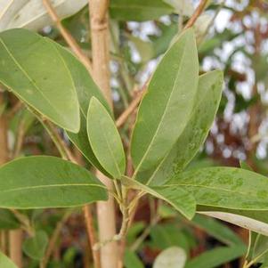 Magnolia virginiana Henry Hicks