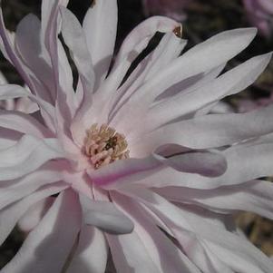 Magnolia stellata Chrysanthemumiflora