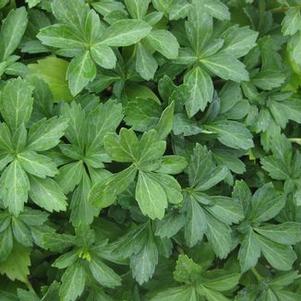 Pachysandra terminalis 