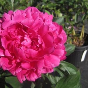 Paeonia Kansas