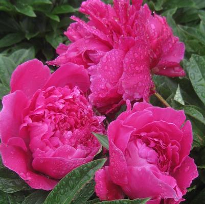 Paeonia Karl Rosenfield