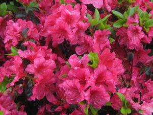 Rhododendron Girard Crimson