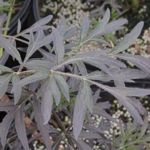 Sambucus nigra Black Lace®