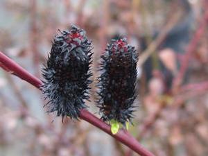 Salix melanostachys 