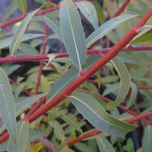 Salix alba Britzensis