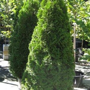 Thuja occidentalis Emerald Green