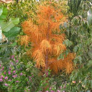 Taxodium ascendens Nutans