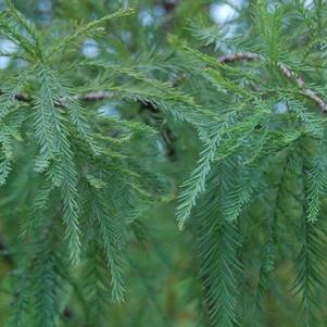 Taxodium distichum Shawnee Brave™