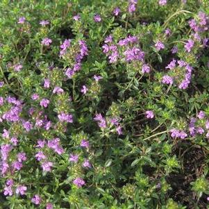 Thymus praecox Coccineus