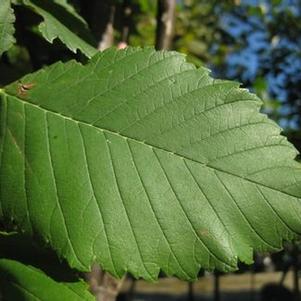 Ulmus americana Princeton