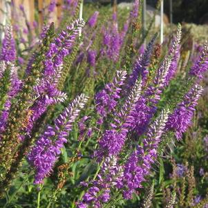 Veronica longifolia Eveline