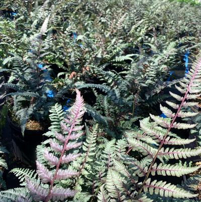 Athyrium nipponicum Regal Red