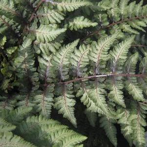 Athyrium nipponicum Pictum