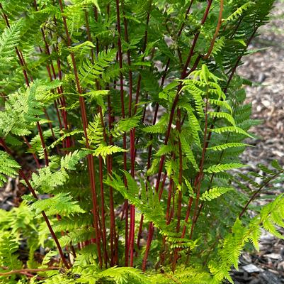 Athyrium filix-femina Lady In Red