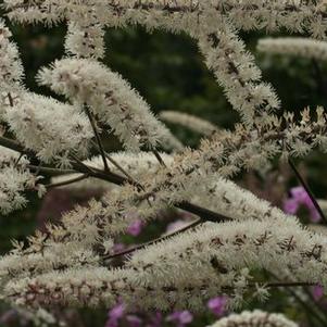 Actaea simplex Atropurpurea