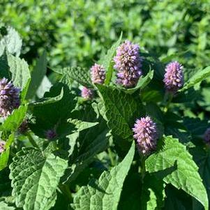 Agastache foeniculum 