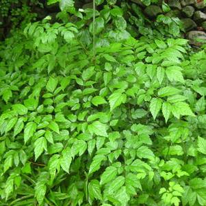 Actaea racemosa 