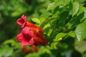 Campsis radicans Stromboli