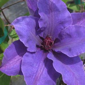 Clematis The President