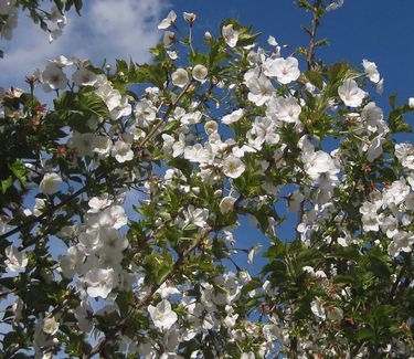 Prunus serrulata Snow Goose 