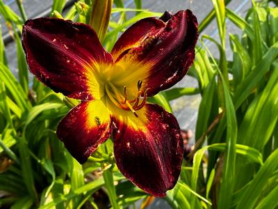 Hemerocallis 'Persian Ruby' - Daylily- Pandora's Box from Pleasant Run Nursery