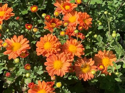 Chrysanthemum Mammoth™ 'Dark Bronze Daisy' - Hardy Mum from Pleasant Run Nursery