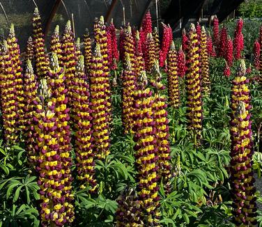 Lupine polyphyllus Westcountry™ 'Manhattan Lights' - Lupine from Pleasant Run Nursery