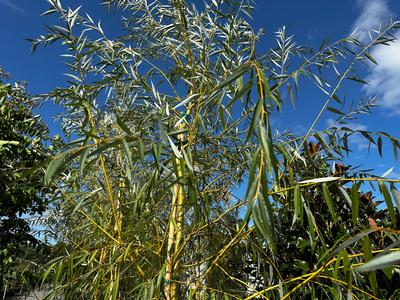 Salix alba 'Tristis' - Weeping Willow from Pleasant Run Nursery