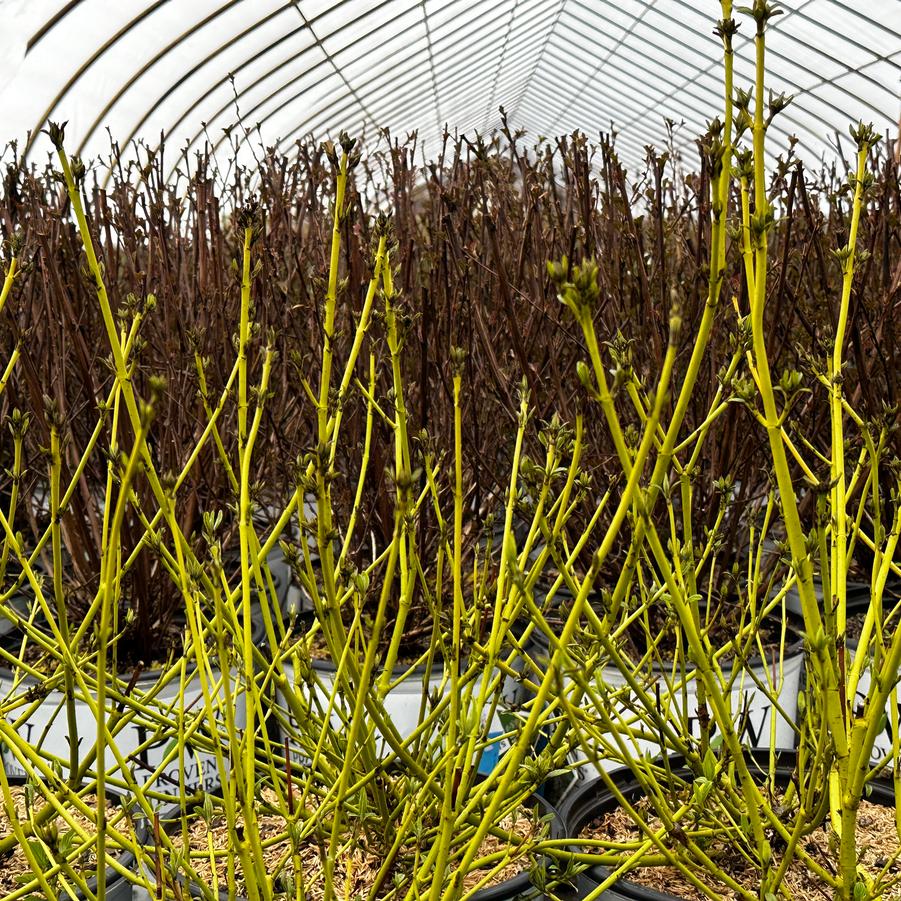 Cornus sericea (stolonifera) Arctic Fire® Yellow - Yellowtwig Dogwood from Pleasant Run Nursery