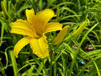 Hemerocallis 'The Jury's Out' - Daylily from Pleasant Run Nursery