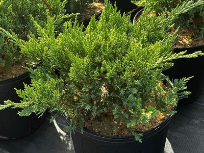 Juniperus chinensis 'Parsoni' - Juniper Parsonii from Pleasant Run Nursery