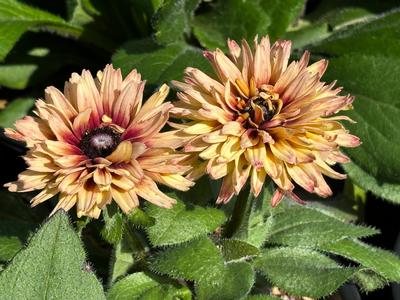 Rudbeckia hirta 'Sahara' - Black-Eyed Susan from Pleasant Run Nursery