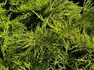 Juniperus conferta 'All Gold' - Juniper All Gold from Pleasant Run Nursery