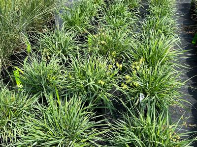 Briza media - Quaking Grass from Pleasant Run Nursery