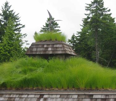 Sporobolus heterolepis - (@ Maine Bot Garden)