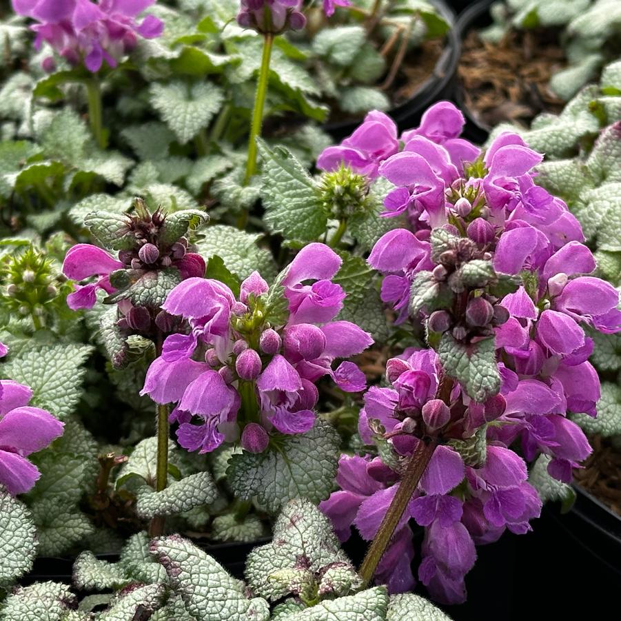 Lamium maculatum Red Nancy - Spotted Nettle