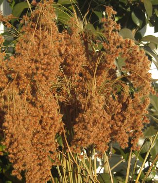 Scirpus syperinus