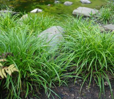 Carex amphiloba @ The Rutgers Gardens
