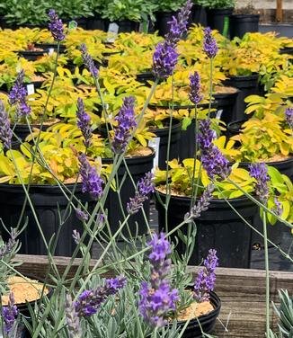 Lavandula x intermedia 'Sensational!' - Lavender from Pleasant Run Nursery